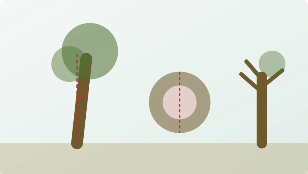 Three trees showing hazard indicators: an excessive lean from vertical, a hollow trunk cross-section, and significant dead canopy